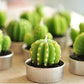 Juego de 6 Monks Cactus Tealights en caja de regalo - MAENA HOME