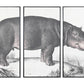Set de 3 cuadros Hipopótamo